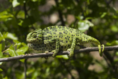 Common chameleon, Greece