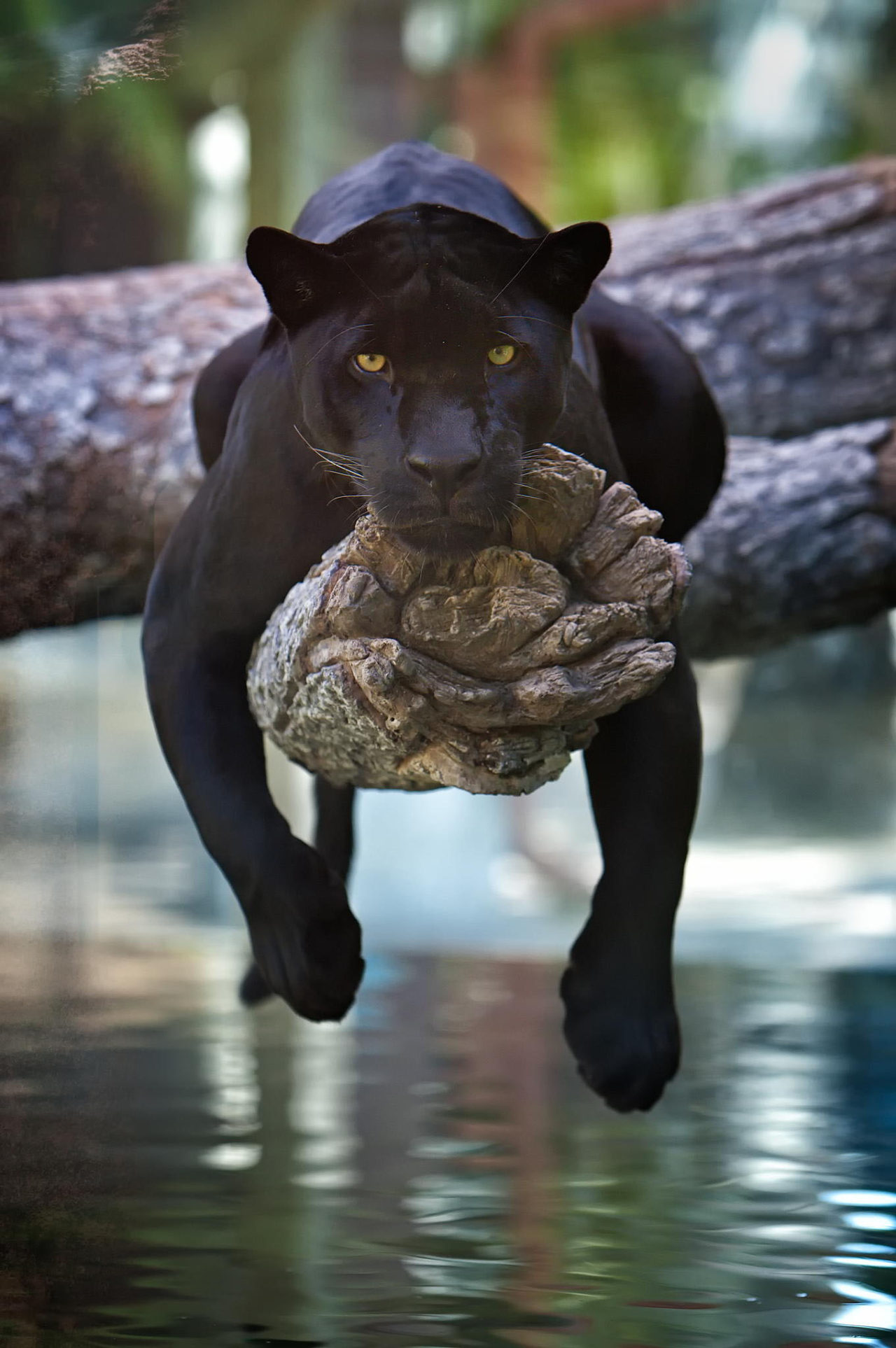 Black panther - Wildlife Archives | Wildlife Archives